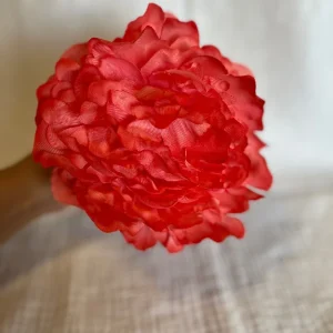 Peonia Reina Coral
