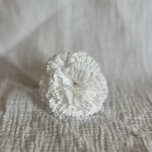 Clavel Mini Blanco