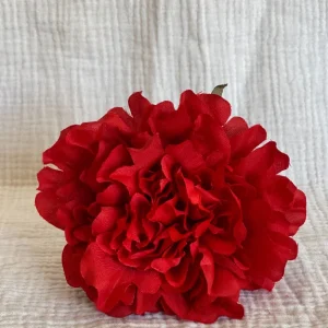 Rosa Cádiz Roja